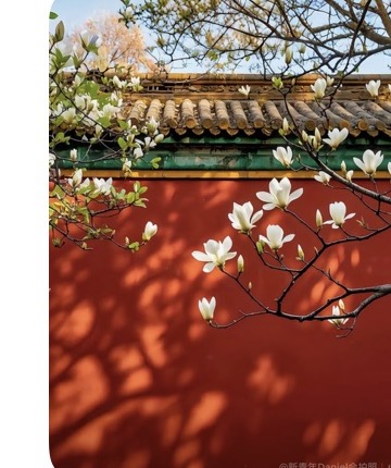 Red wall and white blossoms at the Forbidden City in Beijing.