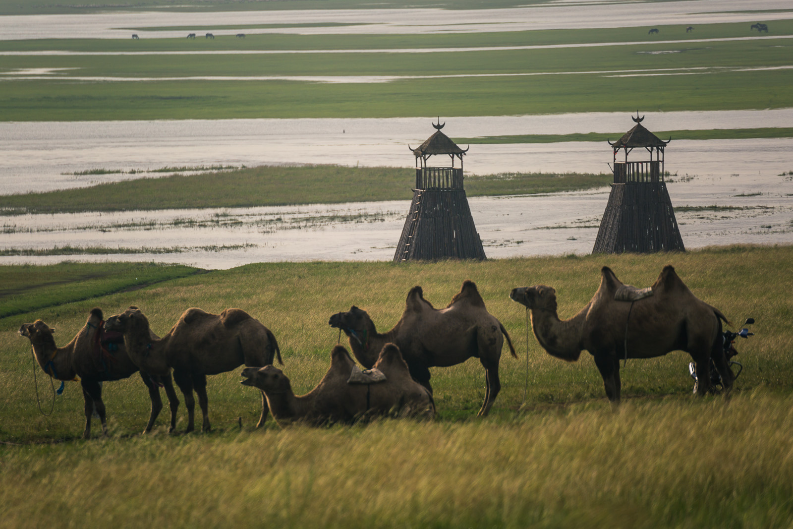Camels and grassland scenery in Hulunbuir, Inner Mongolia.